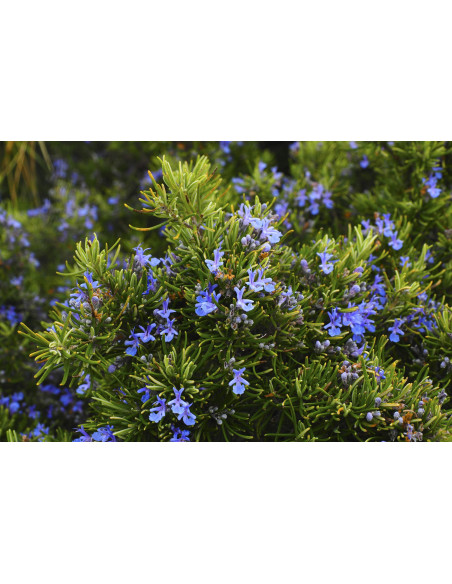 Rosmarino selvatico tintura madre gocce o spray | ROSMARINUS VERBENE