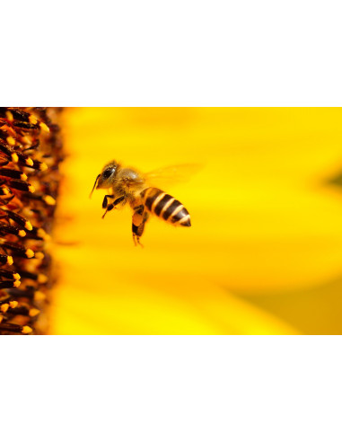 Propoli bio tintura madre gocce o spray |...