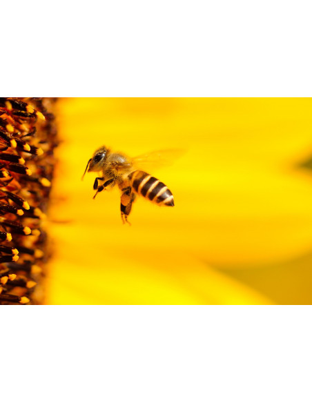 Propoli bio tintura madre gocce o spray | PROPOLIS BIO