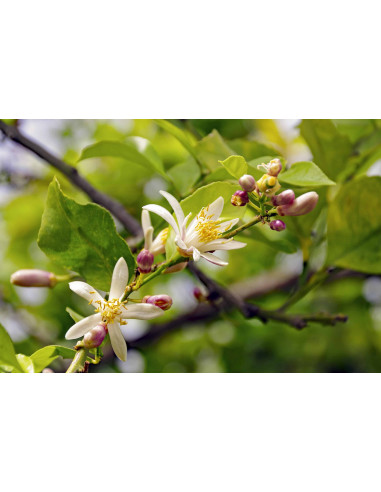 Zitrone Bio Gemmotherapie Jungtrieb u....