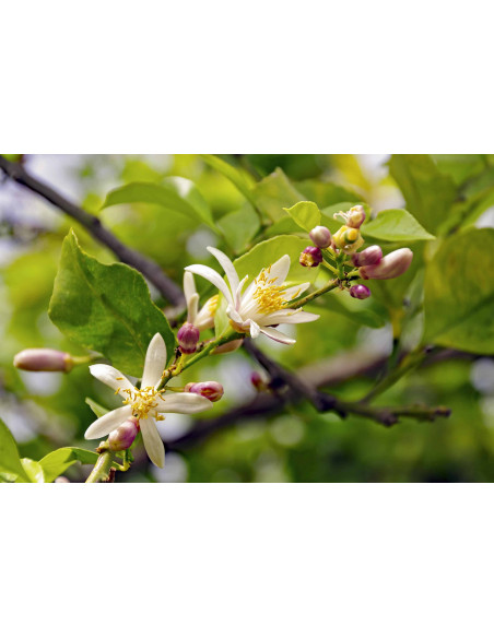 Zitrone Bio Gemmotherapie Jungtrieb u. Rindenextrakt Tropfen o. Spray | CITRUS LIMONUM BIO