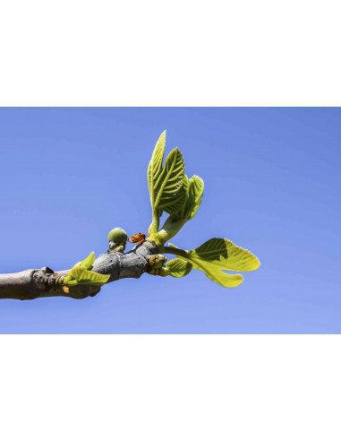 Feigenbaum Bio Gemmotherapie Knospenextrakt...