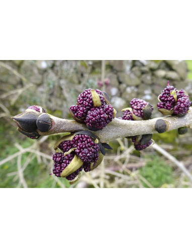 Gemeine Esche Bio Gemmotherapie Knospenextrakt...