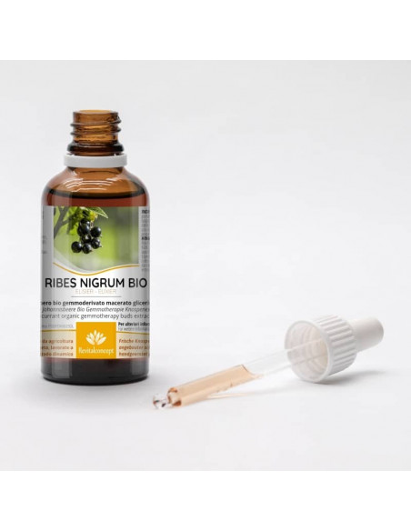 Schwarze Johannisbeere Bio Gemmotherapie Knospenextrakt Tropfen o. Spray | RIBES NIGRUM BIO