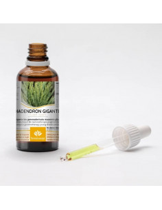 Riesen Mammutbaum Gemmotherapie Jungtrieb Extrakt Tropfen... 2