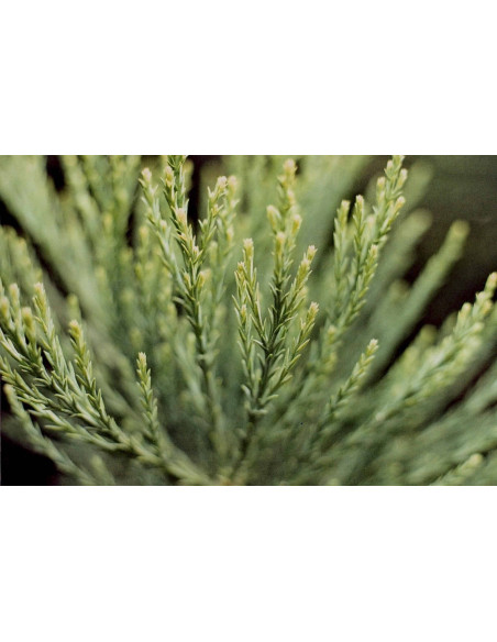 Riesen Mammutbaum Gemmotherapie Jungtrieb Extrakt Tropfen o. Spray | SEQUOIADENDRON GIGANTEUM