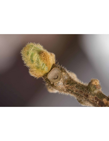 Kiwibaum Gemmotherapie Knospenextrakt nach Dr....