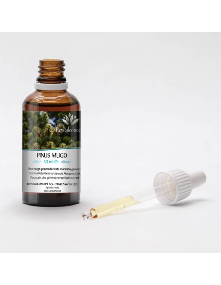 Latschenkiefer Gemmotherapie Knospenextrakt nach Dr. Pol Henry