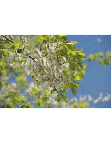 Black poplar gemmotherapy buds extract...