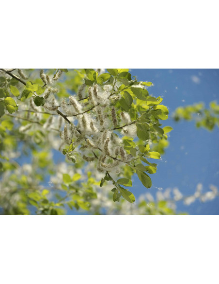 Black poplar gemmotherapy buds extract according Dr. Pol Henry