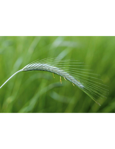 Roggen Gemmotherapie Sprossenextrakt nach Dr....