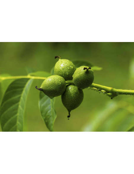 Noce Bianco tintura madre gocce o spray | JUGLANS REGIA