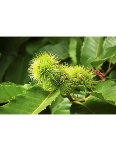 Wilde Edelkastanie (Esskastanie) Bio...
