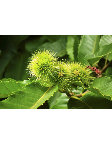 Wilde Edelkastanie (Esskastanie) Bio Gemmotherapie Knospenextrakt Tropfen o. Spray | CASTANEA VESCA BIO