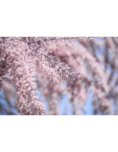 Französische Tamariske Bio Gemmotherapie...