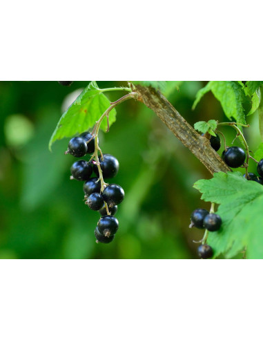 Schwarze Johannisbeere Urtinktur | RIBES NIGRUM