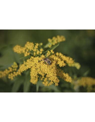 Verga d'Oro bio tintura madre gocce o spray |...