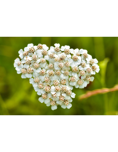 Achillea bio tintura madre gocce o spray |...