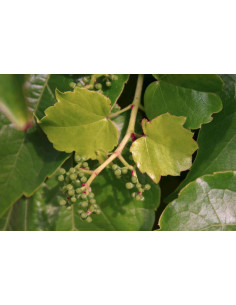 Dreispitzige Jungfernrebe (Wilder Wein) Gemmotherapie...