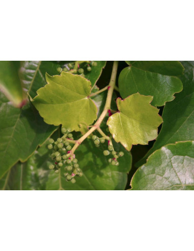 Vite Vergine gemmoderivato macerato glicerico...