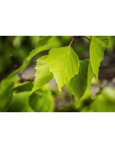 Moorbirke Bio Gemmotherapie Knospenextrakt...