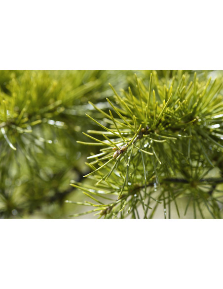 Libanon-Zeder Gemmotherapie Jungtrieb-Extrakt Tropfen o. Spray | CEDRUS LIBANI