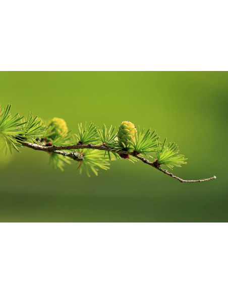 European Larch organic gemmotherapy young buds extract drops or spray | LARIX DECIDUA BIO