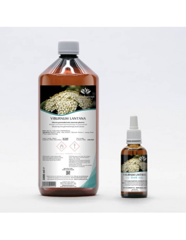 Wolliger Schneeball Bio Gemmotherapie Jungtrieb...