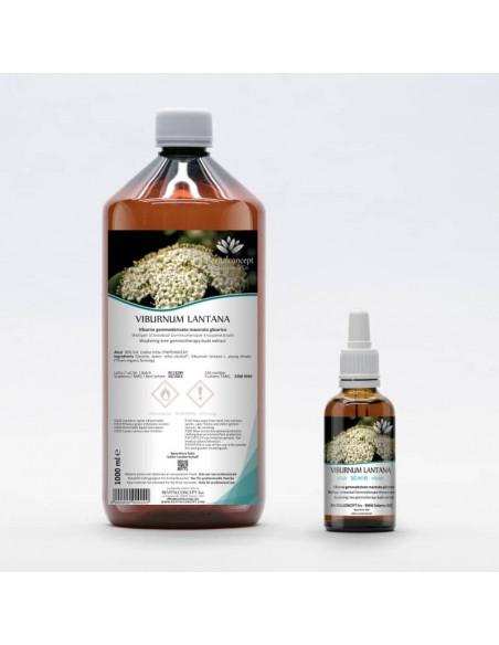 Wolliger Schneeball Bio Gemmotherapie Jungtrieb Extrakt Tropfen o. Spray | VIBURNUM LANTANA BIO