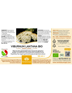 Wolliger Schneeball Bio Gemmotherapie Jungtrieb Extrakt... 2