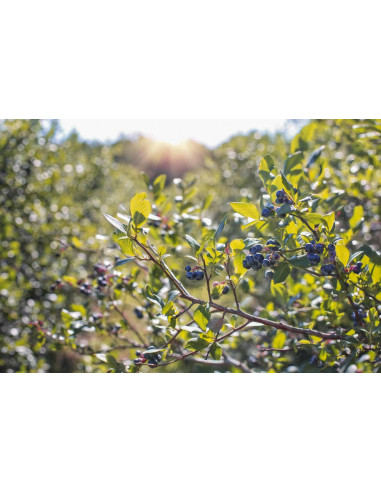 Bilberry organic gemmotherapy young shoots...