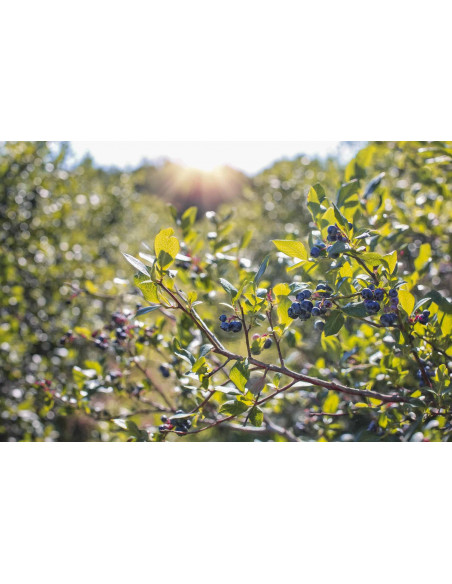 Bilberry organic gemmotherapy young shoots extract drops or spray | VACCINIUM MYRTILLUS BIO