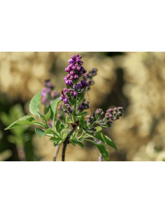 Gemeiner Flieder Bio Gemmotherapie Knospenextrakt Tropfen...