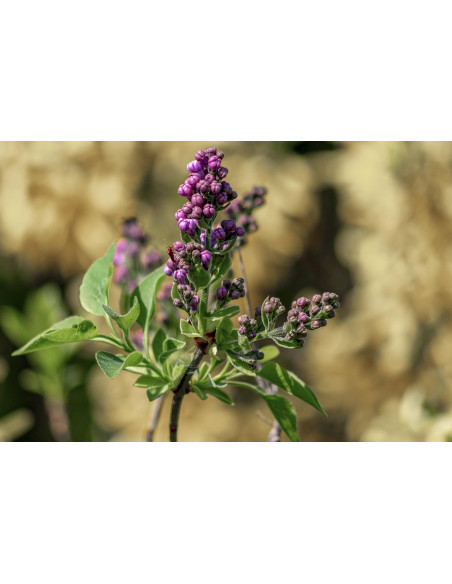 Lillá Comune bio gemmoderivato macerato glicerico gocce o spray | SYRINGA VULGARIS BIO