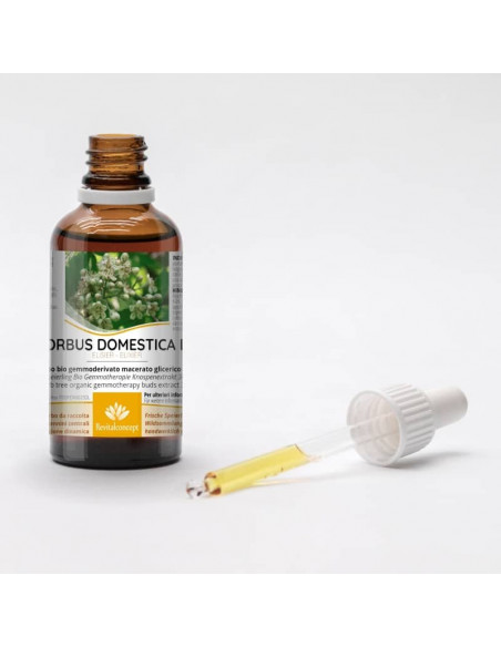 Speierling Bio Gemmotherapie Knospenextrakt Tropfen o. Spray | SORBUS DOMESTICA BIO