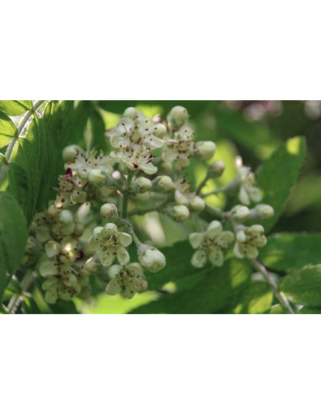 Speierling Bio Gemmotherapie Knospenextrakt Tropfen o. Spray | SORBUS DOMESTICA BIO