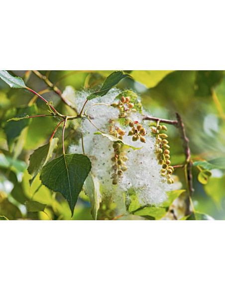 Schwarz-Pappel Bio Gemmotherapie Blattknospenextrakt Tropfen o. Spray | POPULUS NIGRA BIO