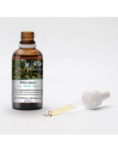 Latschenkiefer Bio Gemmotherapie Knospenextrakt...