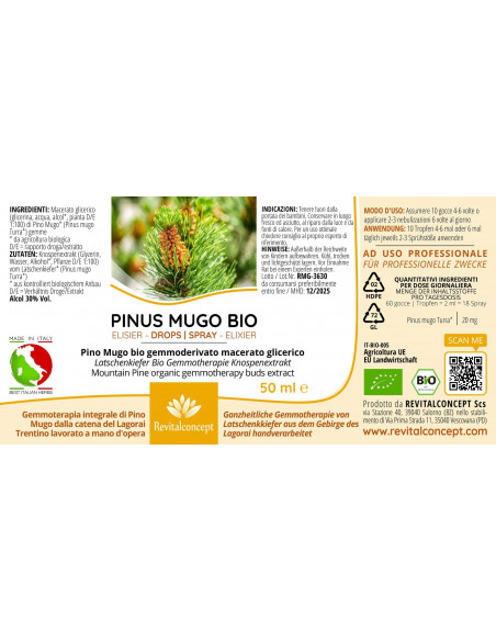Latschenkiefer Bio Gemmotherapie Knospenextrakt Tropfen o. Spray | PINUS MUGO BIO