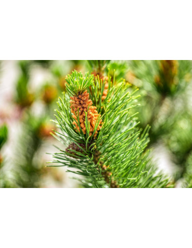 Latschenkiefer Bio Gemmotherapie Knospenextrakt...