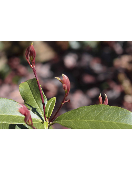 Wilder Olivenbaum Bio Gemmotherapie Jungtrieb Extrakt Tropfen o. Spray | OLEA OLEASTER BIO