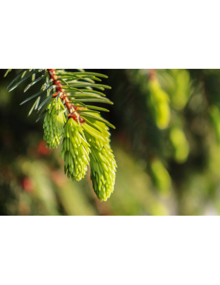 Silver Fir organic gemmotherapy buds extract drops or spray | ABIES ALBA BIO