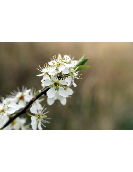 Weißdorn Bio Gemmotherapie Jungtrieb Extrakt Tropfen o. Spray | CRATAEGUS OXYACANTHA BIO