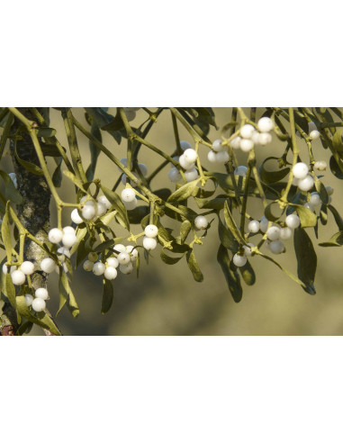 Weißbeerige Mistel Bio Gemmotherapie Jungtrieb...