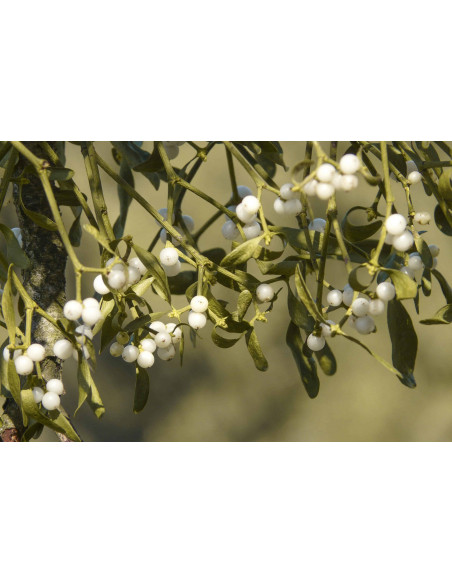 Weißbeerige Mistel Bio Gemmotherapie Jungtrieb Extrakt Tropfen o. Spray | VISCUM ALBUM BIO