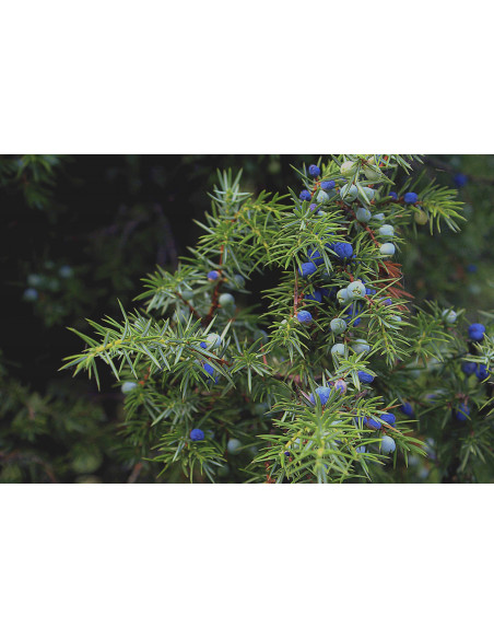 Wacholder Bio Gemmotherapie Jungtrieb Extrakt Tropfen o. Spray | JUNIPERUS COMMUNIS BIO