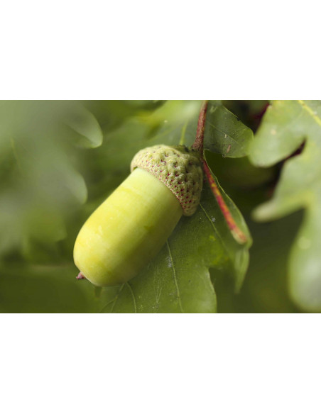 Quercia Comune bio gemmoderivato macerato glicerico gocce o spray | QUERCUS ROBUR BIO