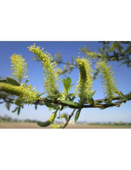 Salice bio gemmoderivato macerato glicerico gocce o spray | SALIX ALBA BIO