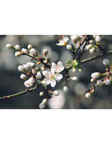 Blackthorn organic gemmotherapy buds extract...