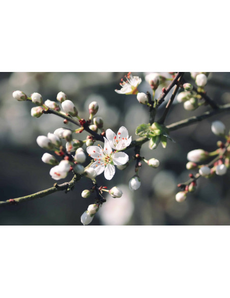 Blackthorn organic gemmotherapy buds extract drops or spray | PRUNUS SPINOSA BIO